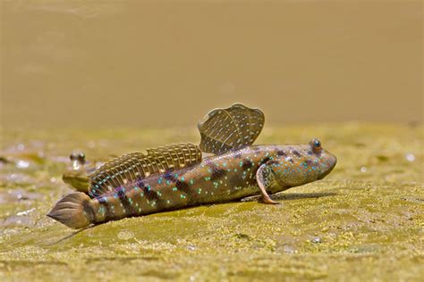 fish that can walk on land|8 Fish That Can Walk On Land (With Picture).